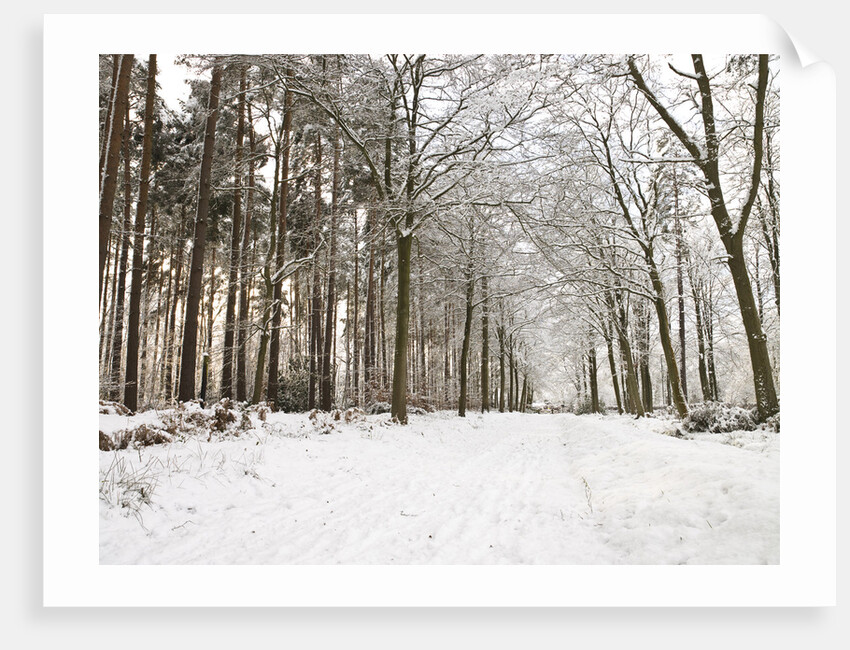 Snow covered footpath in the forest by Assaf Frank
